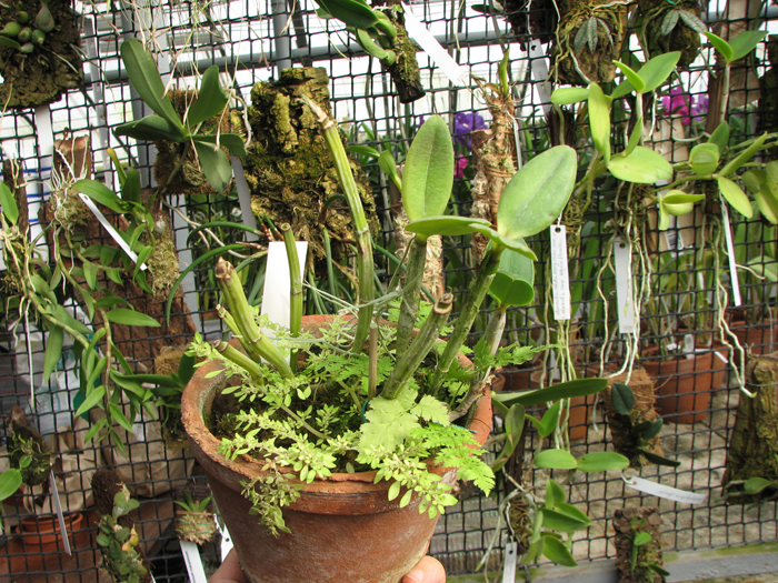 Cattleya intermedia flamea.jpg