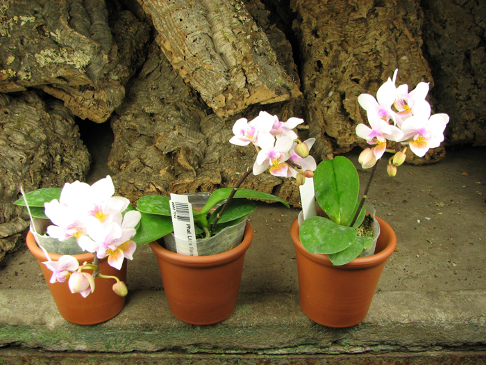 Phalaenopsis Liu's Rainbow.jpg