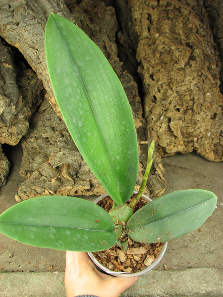 Psychopsis Mariposa 'Green Valley'.jpg
