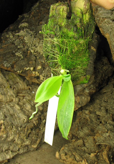 Phalaenopsis zebrina.jpg
