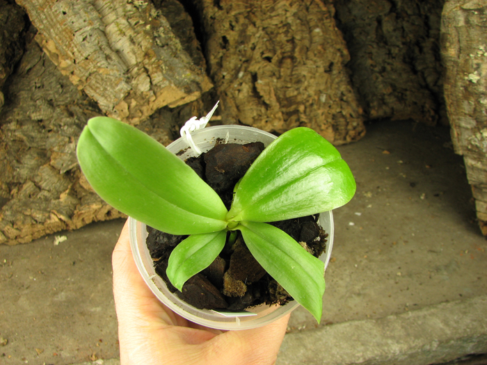 Phalaenopsis Samera 'Blue'.jpg