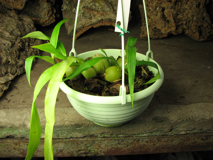 Coelogyne cristata.jpg