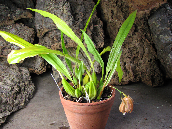 Coelogyne speciosa.jpg