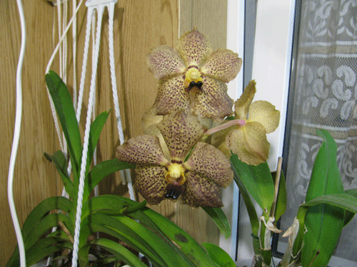 Vanda Sumon Spot x Vanda Srakaew.