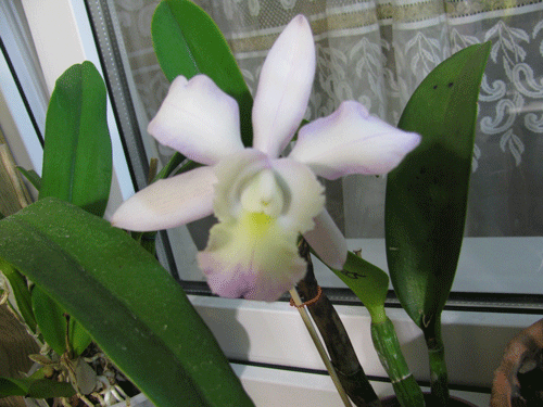 Brassavola digbyana x Cattleya walkeriana. ОООчень ароматная