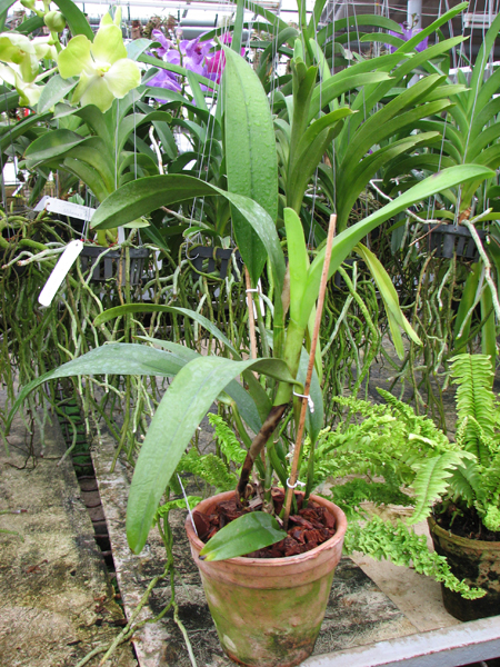 Brassolaeliocattleya (Julio Barbiero x Saint Helena Sound).jpg