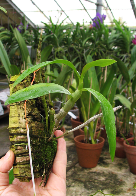 Dendrobium unicum.jpg