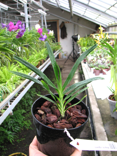 Angraecum viguieri.jpg