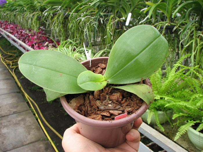 Phalaenopsis bellina 'blue'.jpg