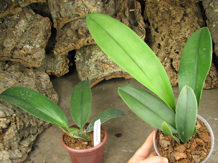 Psychopsis Mariposa 'Green Valley'.jpg