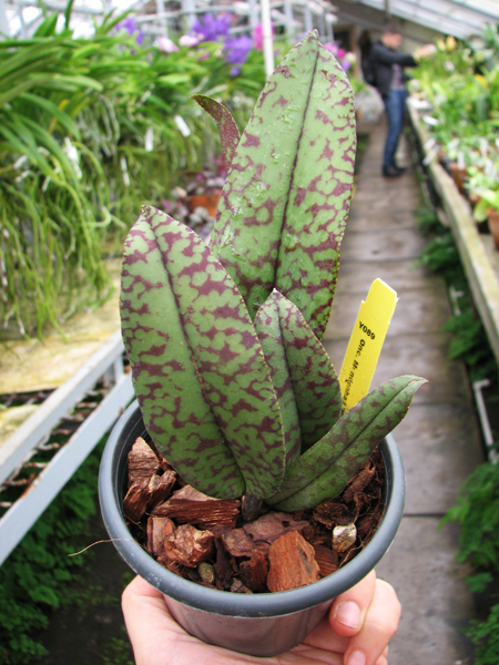 Psychopsis Mendenhall 'Hildos'.jpg