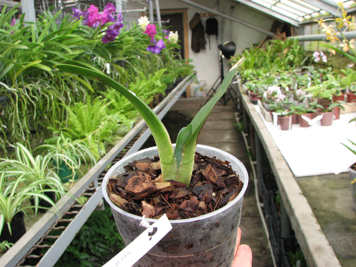 Angraecum magdalenae.jpg