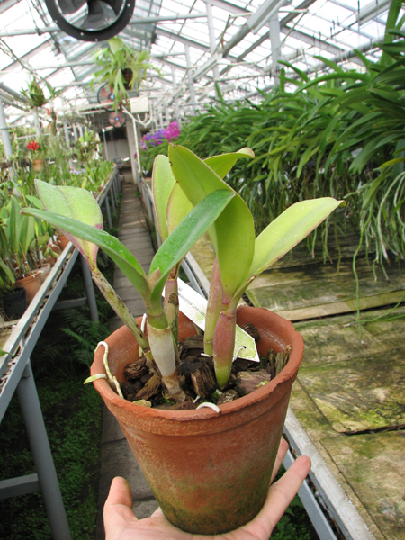 Sophrolaeliocattleya Love Castle.jpg