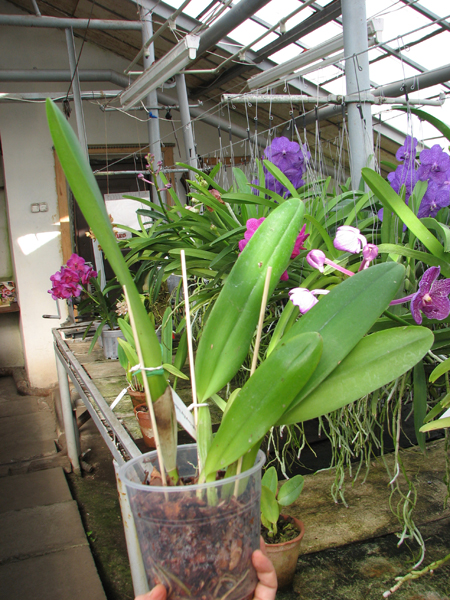 Brassolaeliocattleya George King 'Southern Cross'.jpg