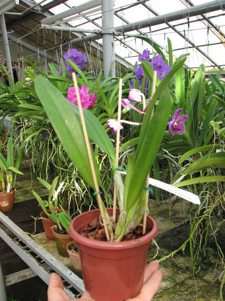 Cattleya mendelii semi-alba 'Carlos Arango' x self.jpg