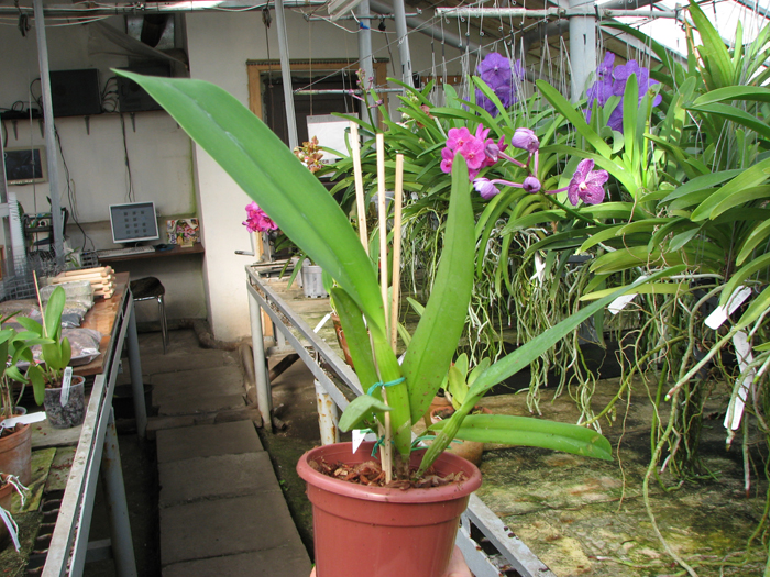 Cattleya Hardyana.jpg