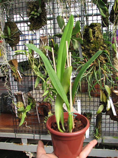 Laeliocattleya Carolina Wren 'Walter Smith'.jpg