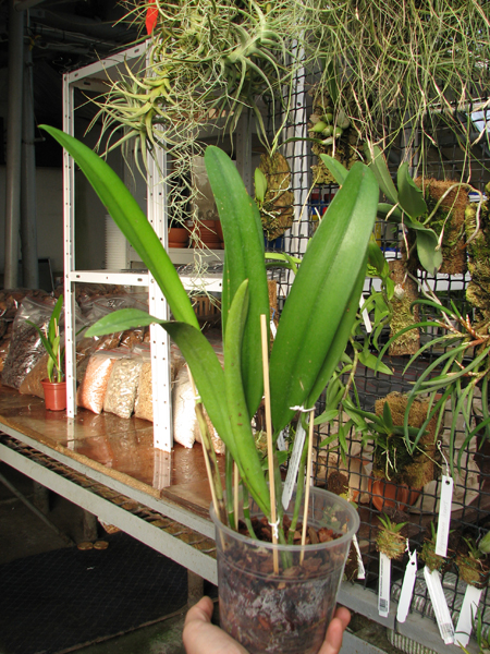 Brassolaeliocattleya Keowee 'Mendenhall'.JPG