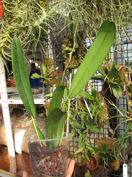 Cattleya Horace 'Maxima'.jpg
