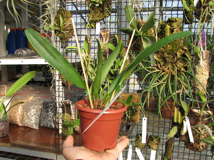 Brassolaeliocattleya Owen Holmes 'Encore'.jpg