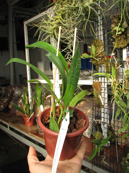 Sophrocattleya June Bug 'Venice Sunshine'.jpg