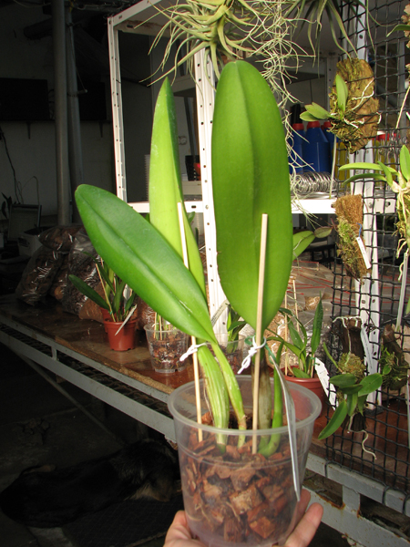 Brassolaeliocattleya George King 'Southern Cross'.jpg