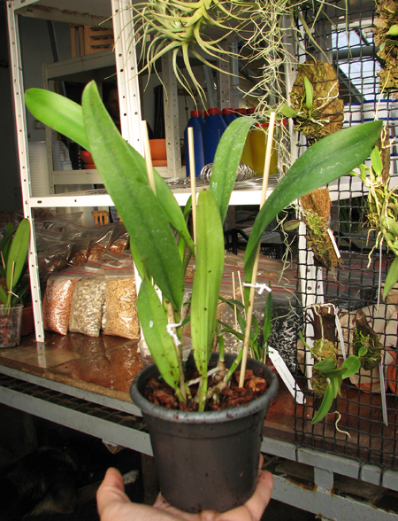 Brassolaeliocattleya Keowee 'Mendenhall'.JPG