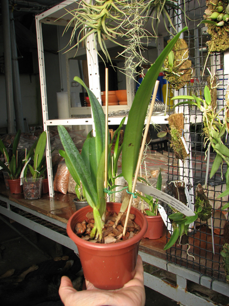 Cattleya schroderae 'Newberry' x '#2'.jpg