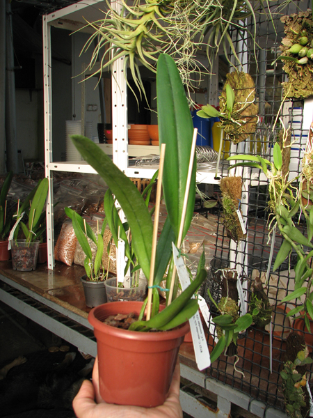 Cattleya mossiae sa 'Young's Variety' x Cattleya mossiae sa 'Blanca'.jpg