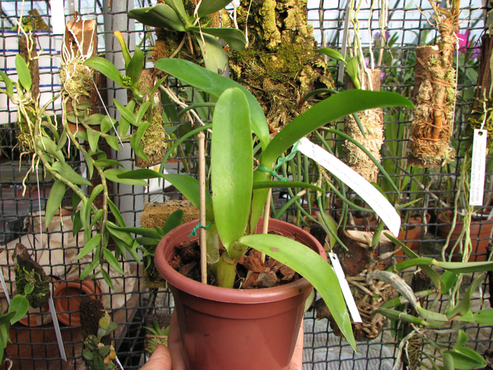 Diacattleya Chantilly Lace 'Twinkle'.jpg