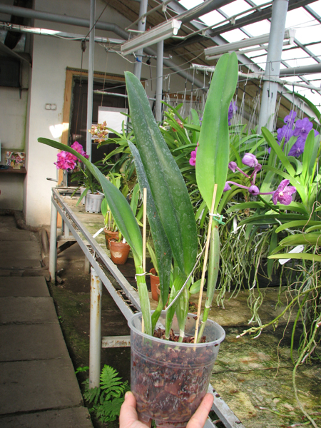 Laeliocattleya Canhamiana semi-alba.jpg