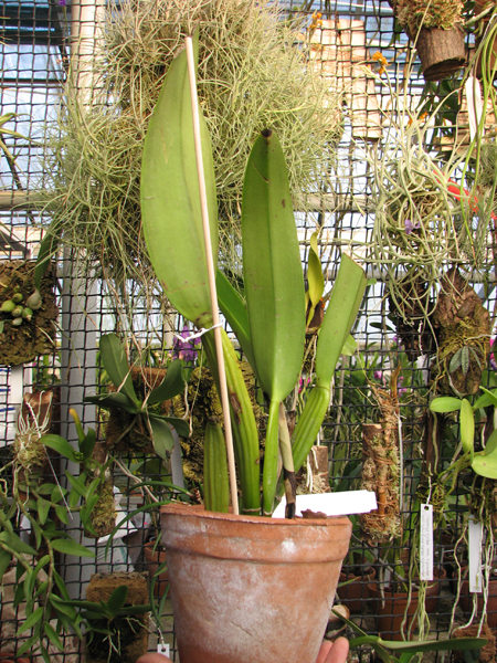 Cattleya rex var Moyobamba.jpg