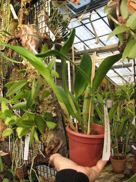 Sophrolaeliocattleya Ann Komine 'Breathless'.jpg