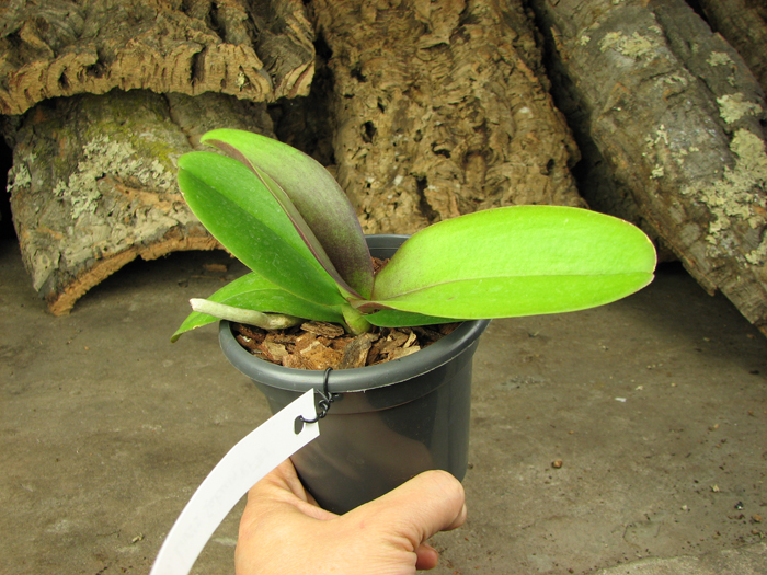 Doritaenopsis Lius Sakura.jpg