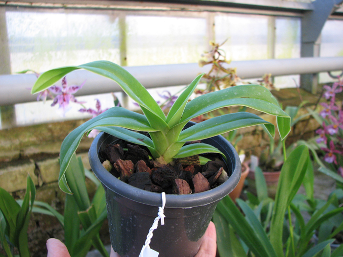 Phragmipedium Memory Dick Clements (besseae x sargentianum).jpg