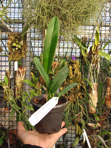 Cattleya dowiana 'Makuu' x self.jpg