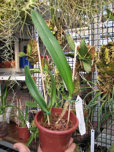 Laeliocattleya Bella var rubra.jpg