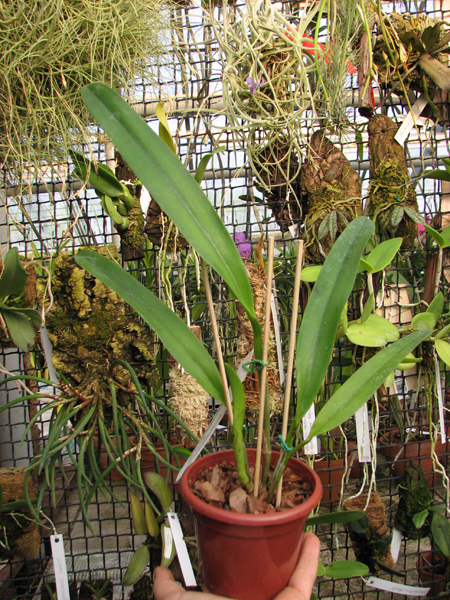 Potinara Clouds Creek 'Heavenly Scent'.jpg