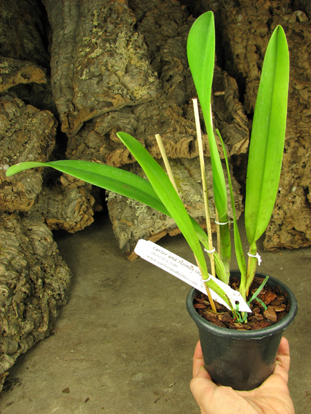 Cattleya Hardyana.jpg