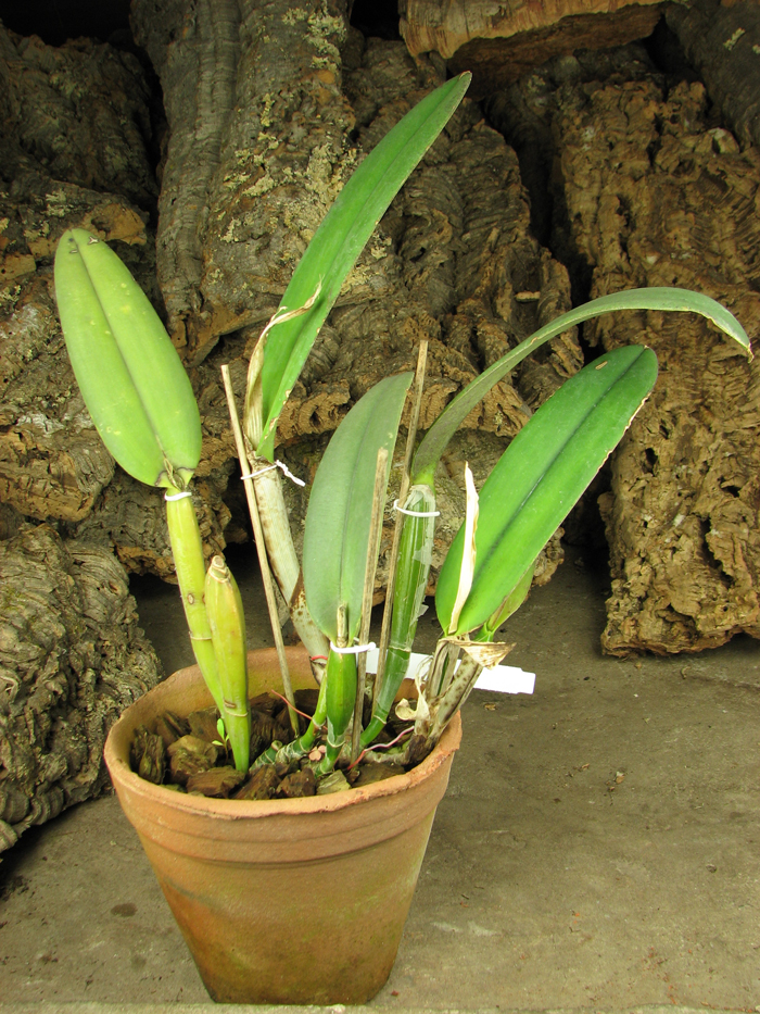 Cattleya maxima.jpg