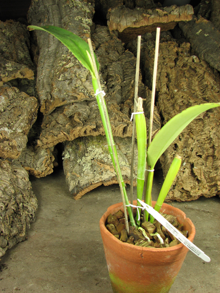 Cattleya maxima tall.jpg