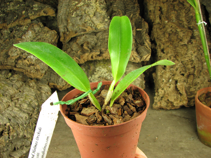 Cattleya Undine 'Buena Suerte' (Cattleya intermedia aquinii x Cattleya mossiae).jpg