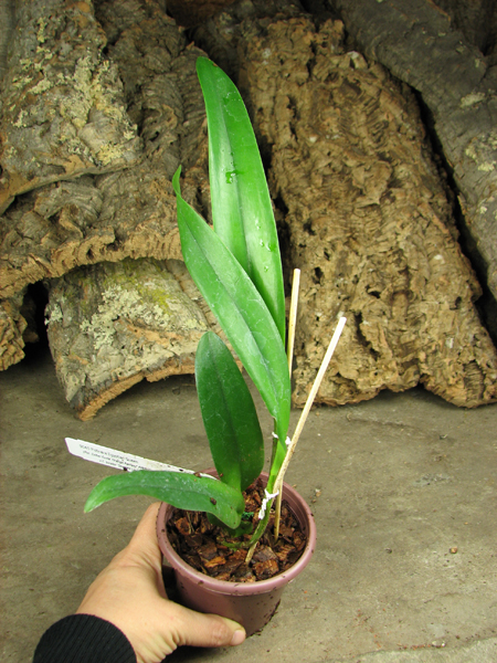 Potinara Egyptian Queen.jpg