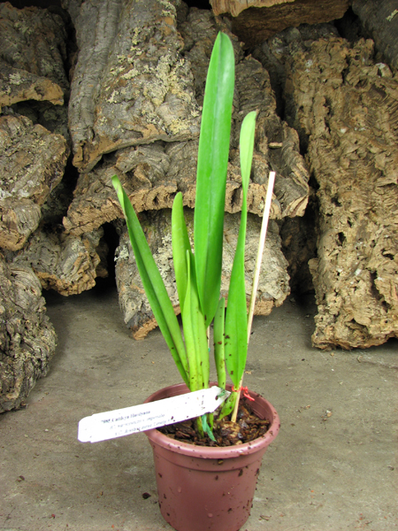 Cattleya Hardyana.jpg