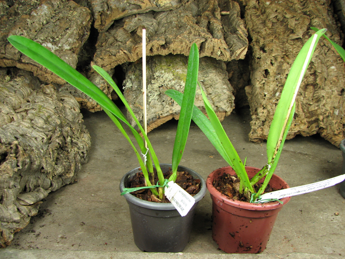 Cattleya Hardyana.jpg