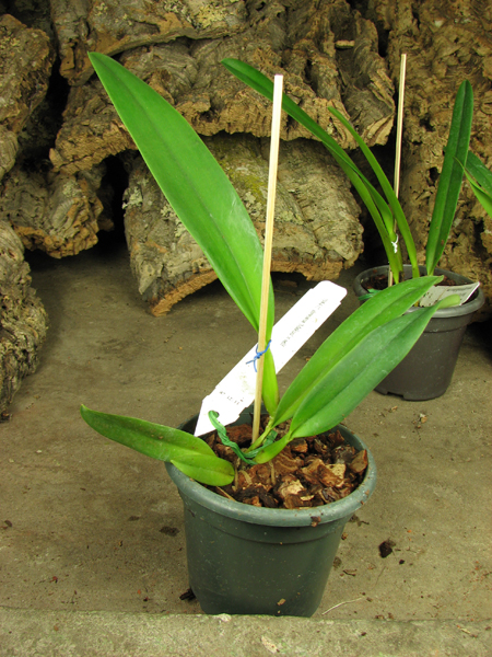 Cattleya dowiana 'Makuu' x self.jpg
