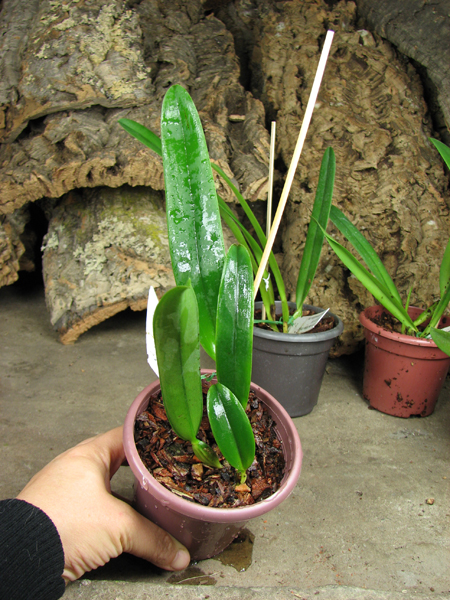 Cattleya schroderae 'Newberry' x '#2'.jpg