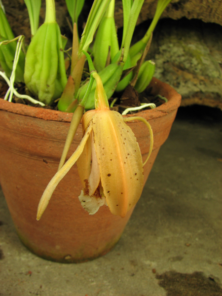 Coelogyne speciosa.jpg
