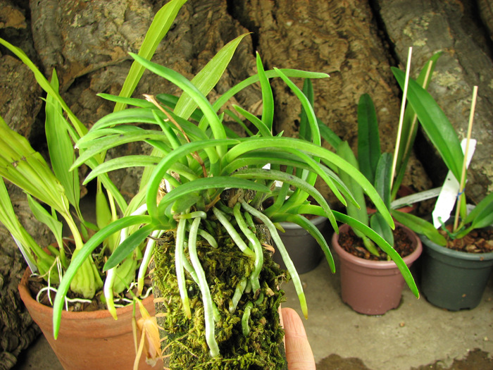 Neofinetia falcata.jpg