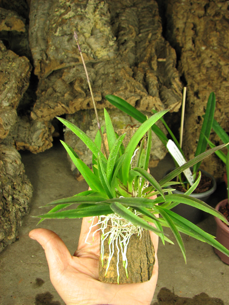 Oncidium (Tolumnia) Popoki Red.jpg